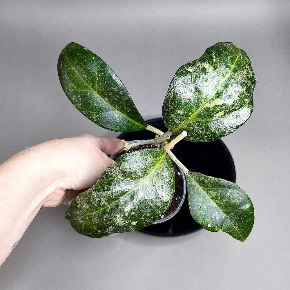 Hoya verticillata Lampung