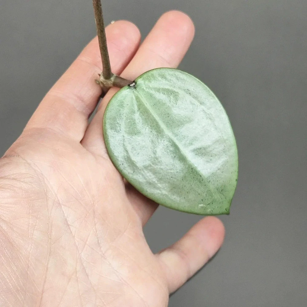 Hoya Verticillata Silver řízek k zakořenění