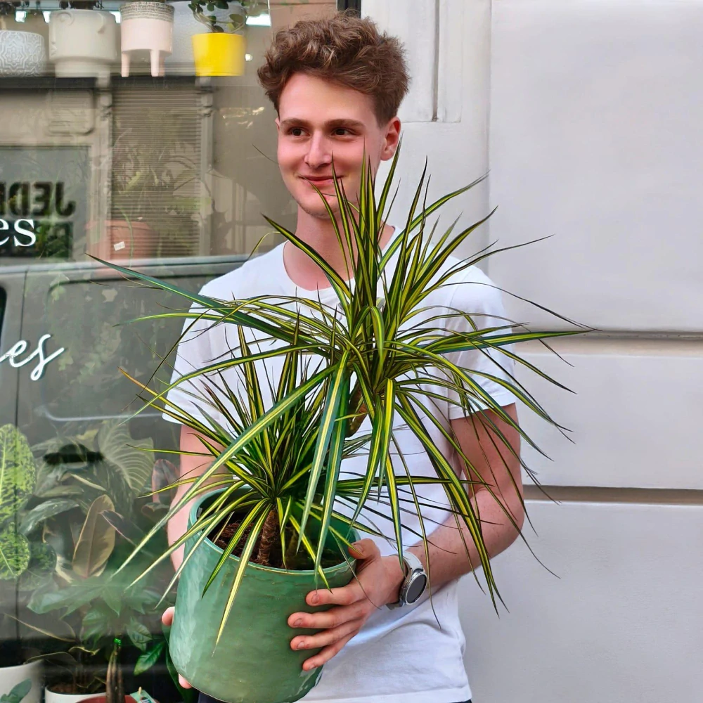 Dracaena Sunshine