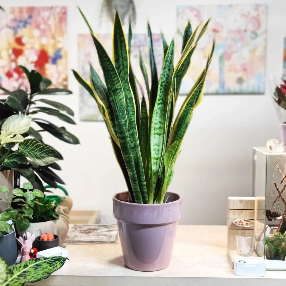 Sansevieria trifasciata Laurentii XL