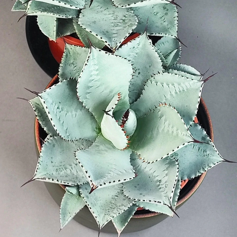 Agave pygmaea
