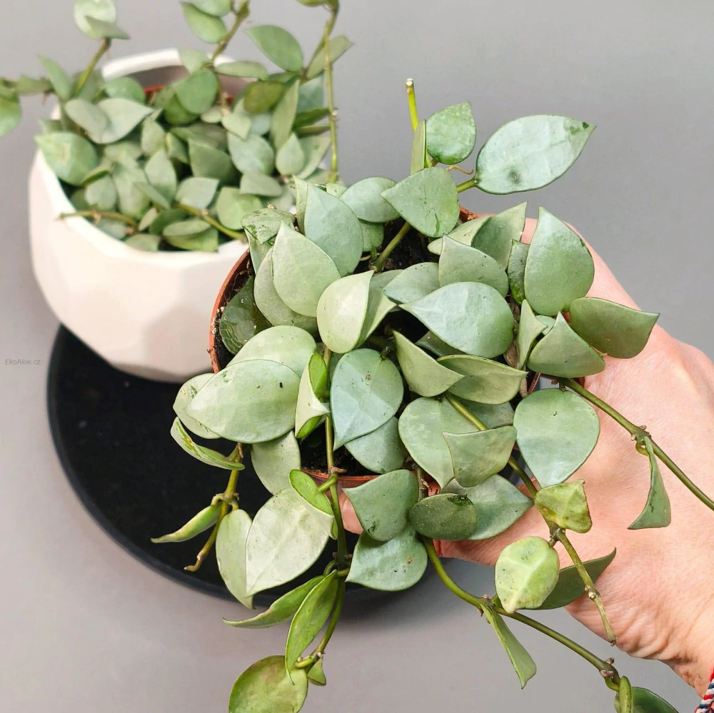 Hoya Krohniana Silver Eskimo