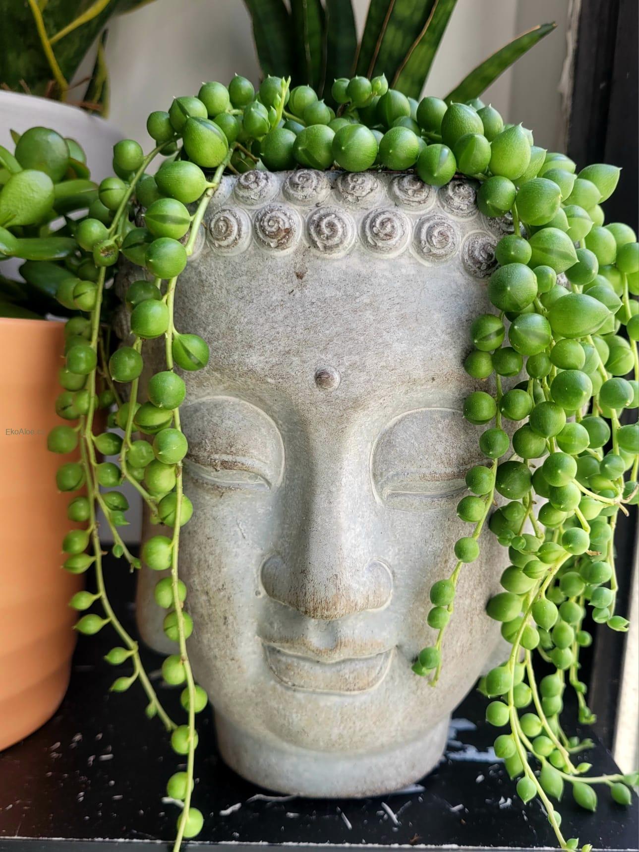 Senecio Rowleyanus 