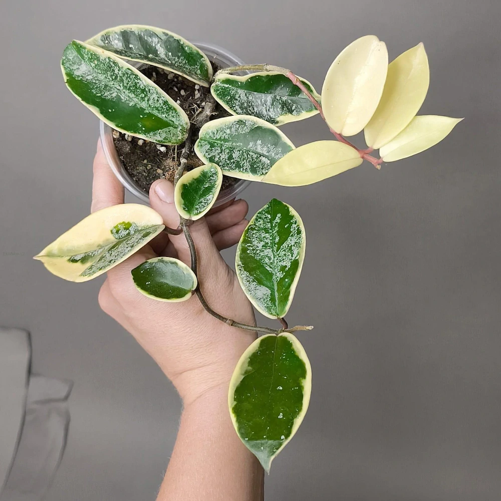 Hoya Carnosa Krimson Queen Splash