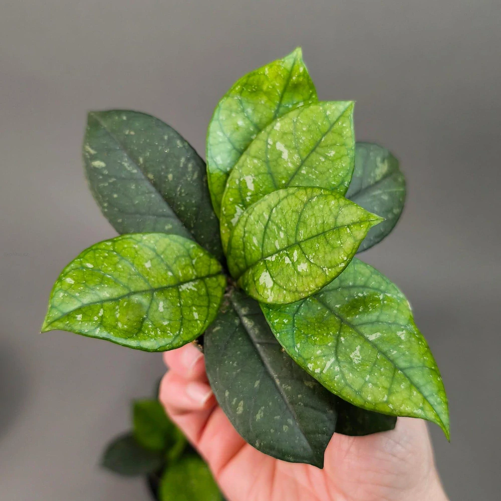 Hoya crassipetiolata splash round leaves