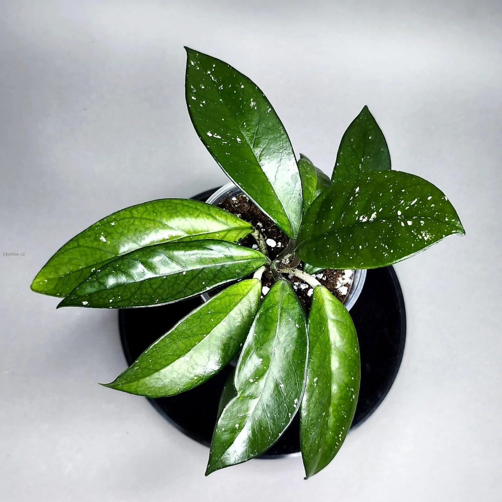 Hoya carnosa