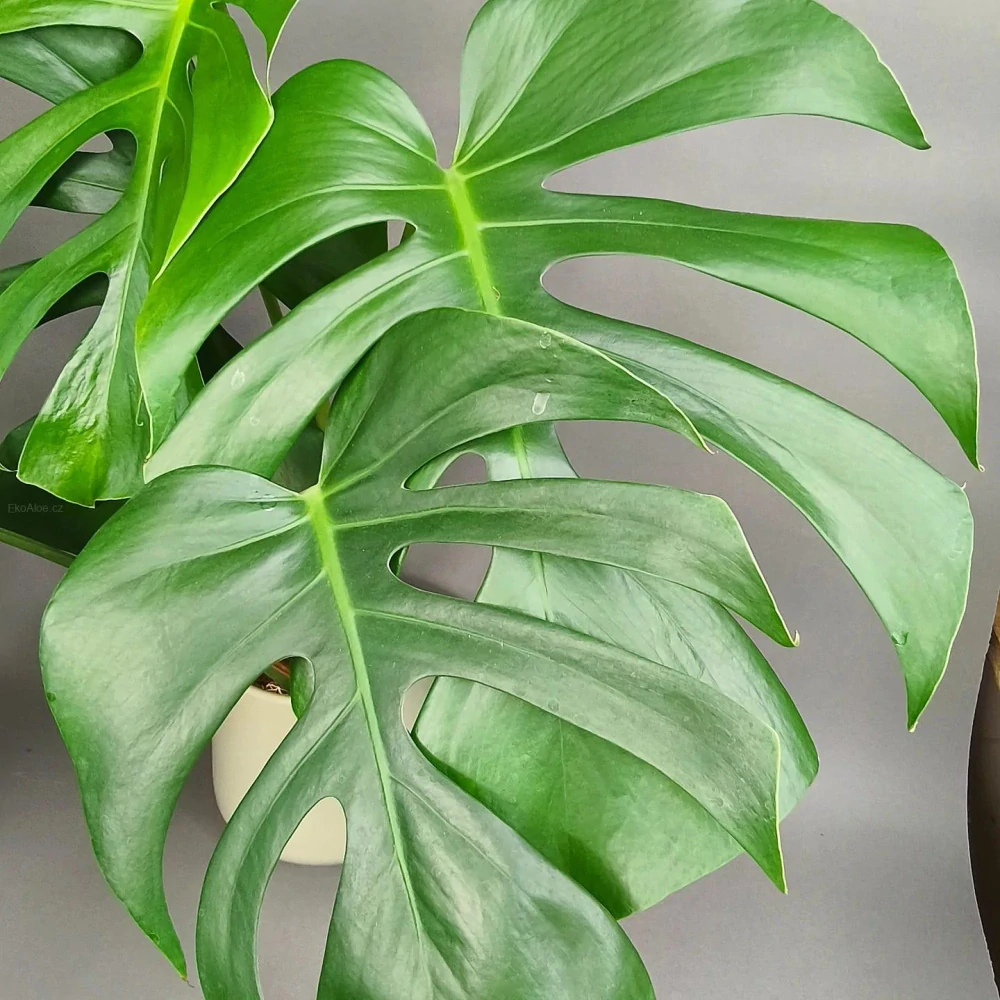 Monstera deliciosa Brazilian Form