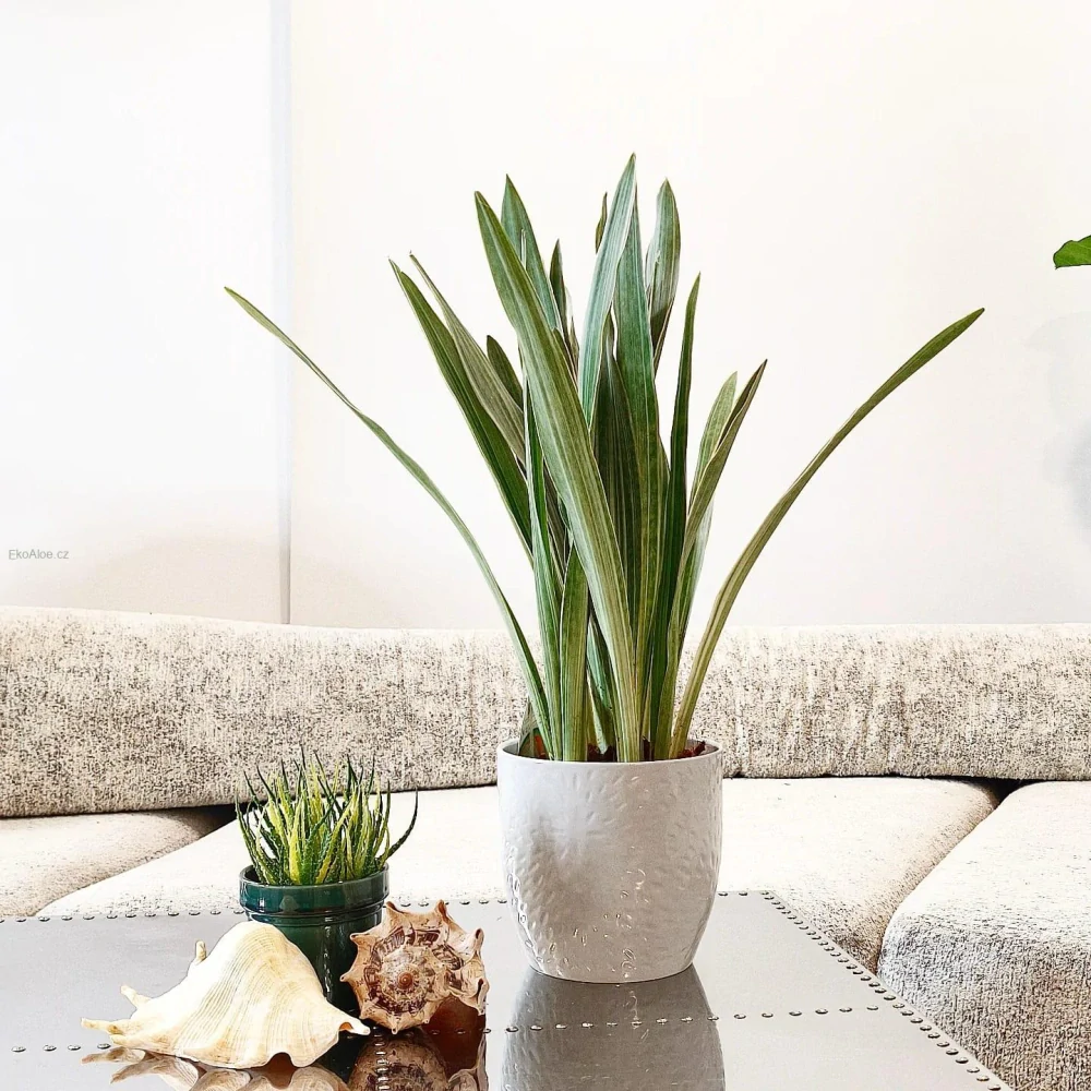 Sansevieria aubrytniana Silver Metallica XXl