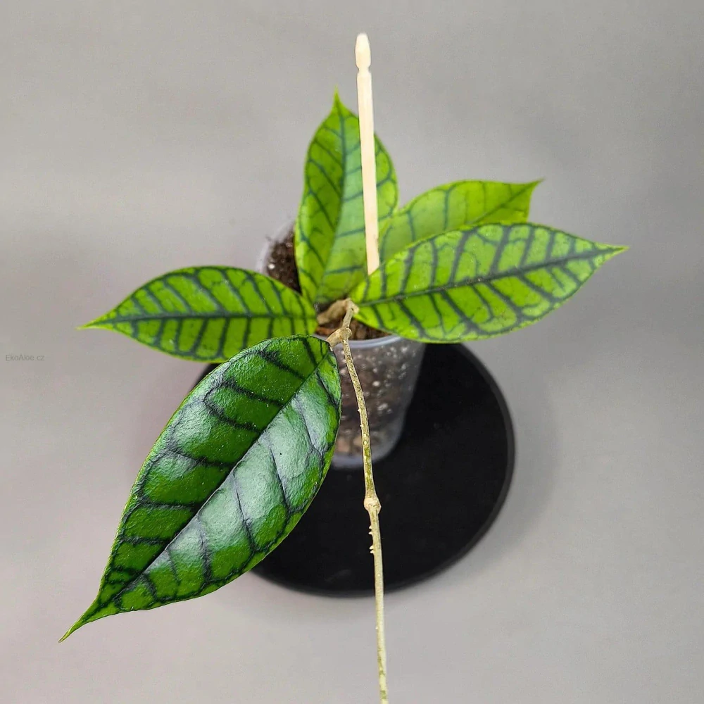 Hoya ranauensis
