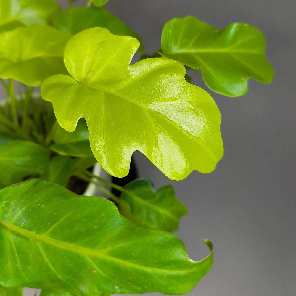 Philodendron ‘Golden Xanadu’