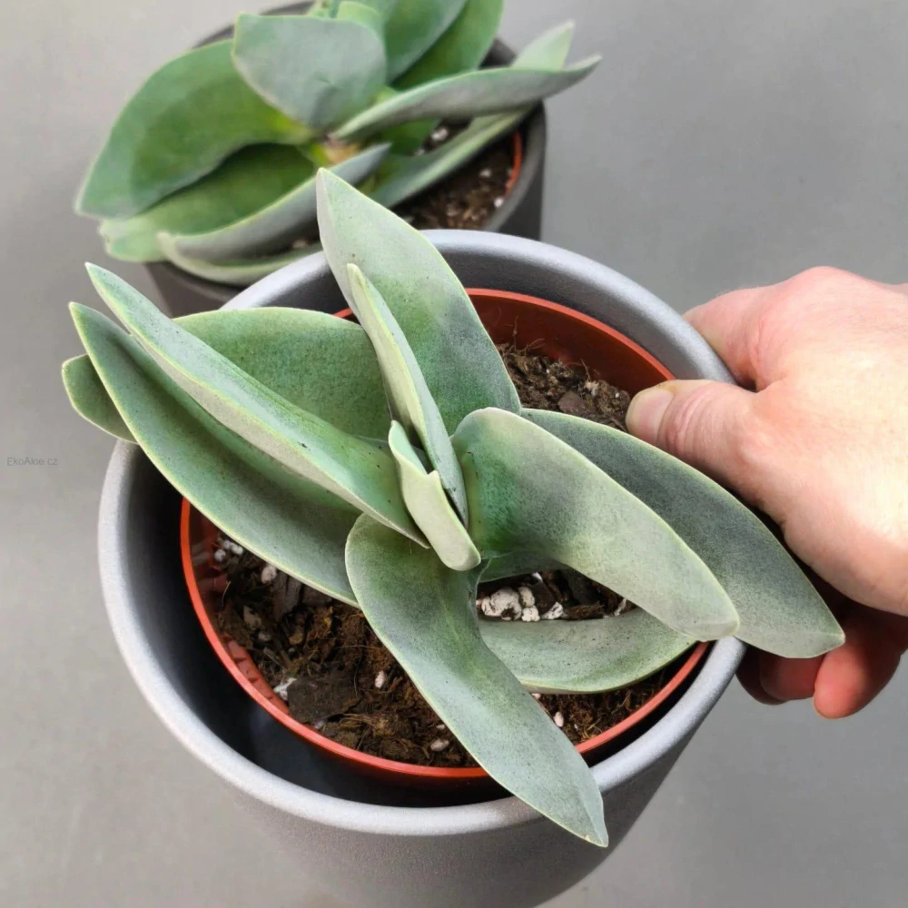 Crassula falcata 'Boomerang'