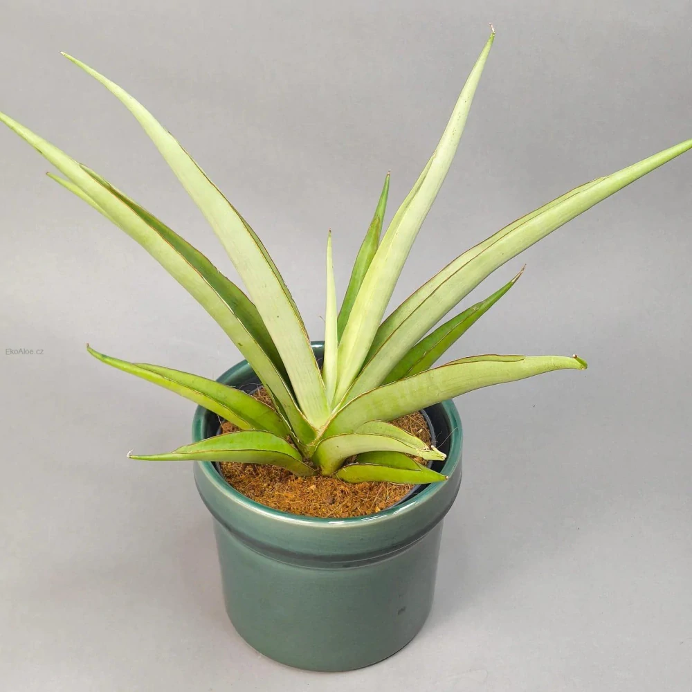 Sansevieria Silver Syreni