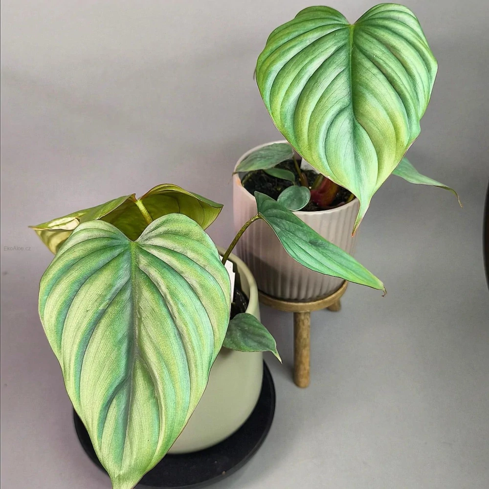 Philodendron Colombia