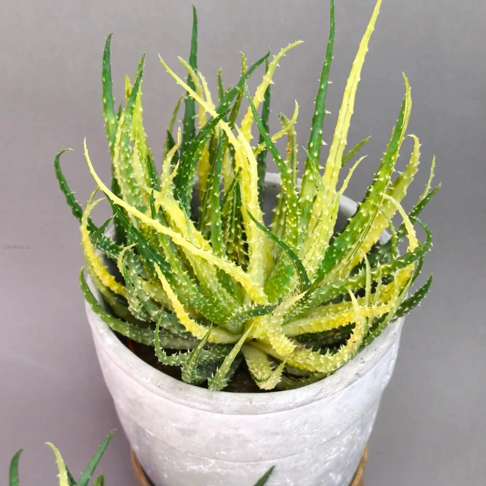 Aloe humilis Variegata