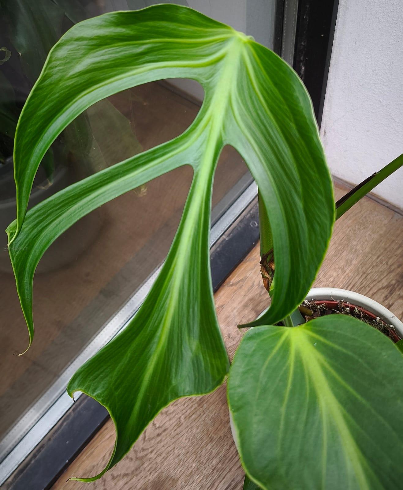 Monstera Burle Marx Flame