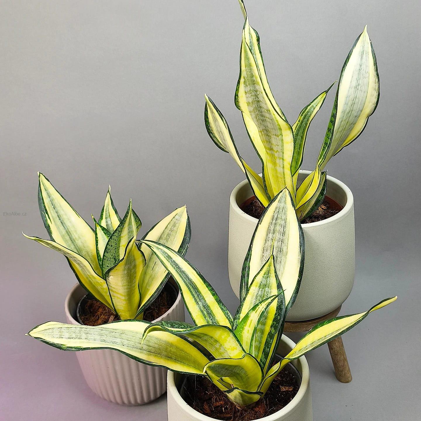 Sansevieria Golden Asahi