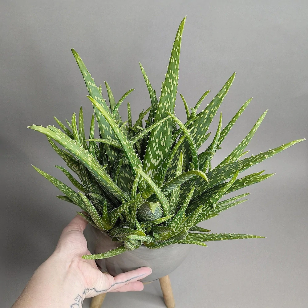 Aloe Medivera Tropical