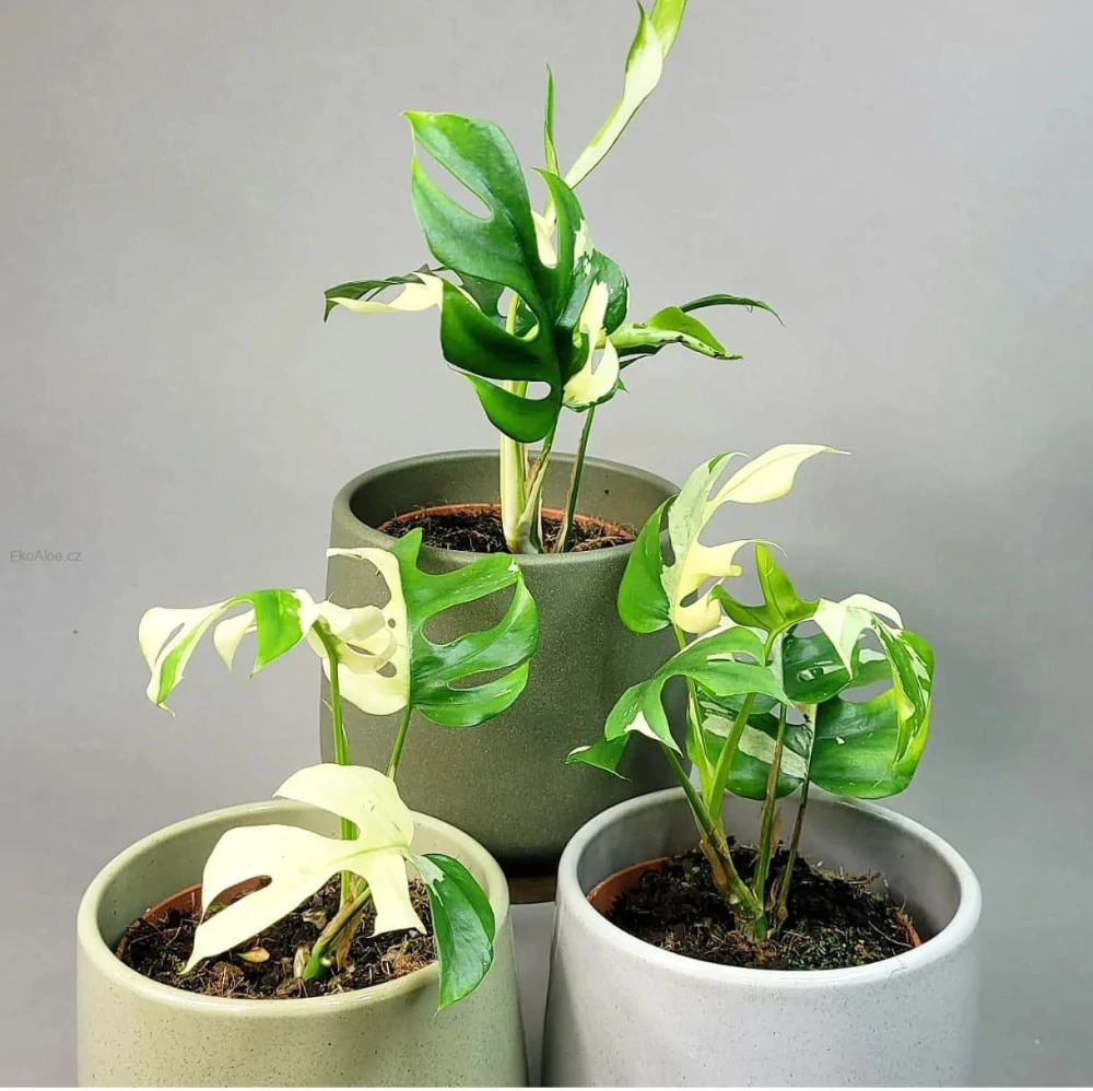 Rhaphidophora tetrasperma variegata (Monstera Minima)