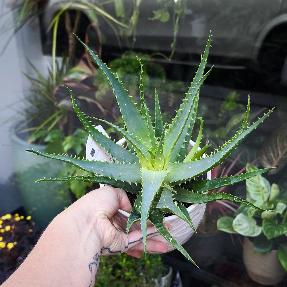 Aloe stromovitá - Aloe arborescens