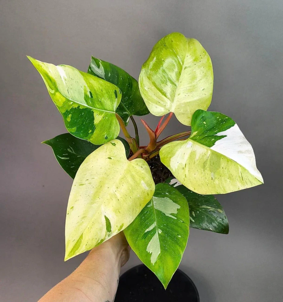 Philodendron White Princess Tricolor Lime (Fresh Aurea)