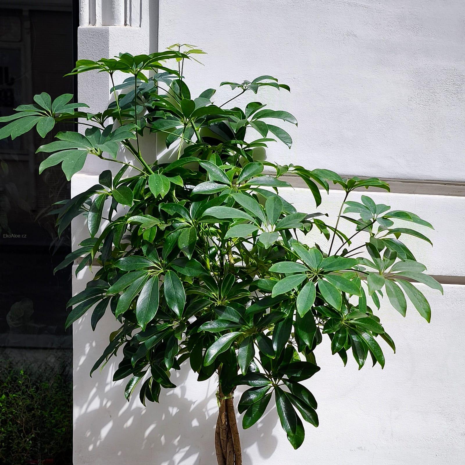 Schefflera arboricola Nora XXL