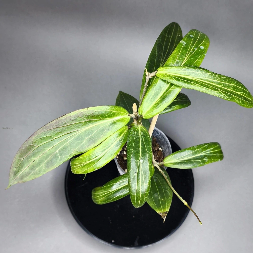 Hoya blashernaezii ssp siariae Yellow