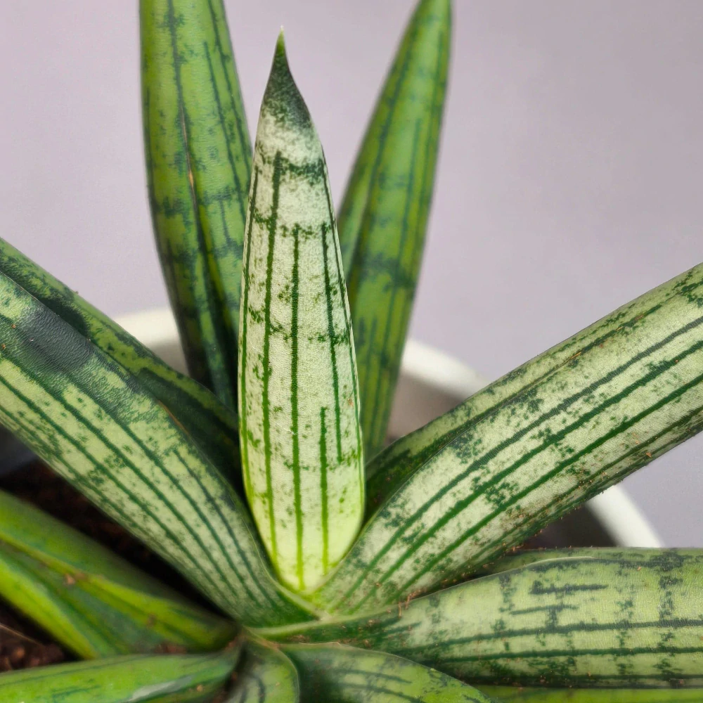 Sansevieria 'Helios'