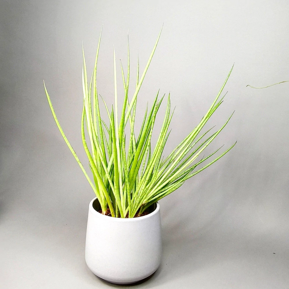 Sansevieria White Medusa