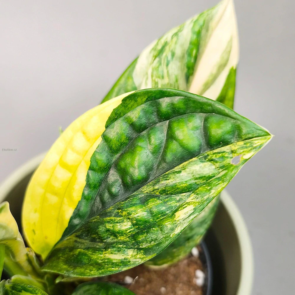 Monstera Karstenianum 'Peru' Variegata