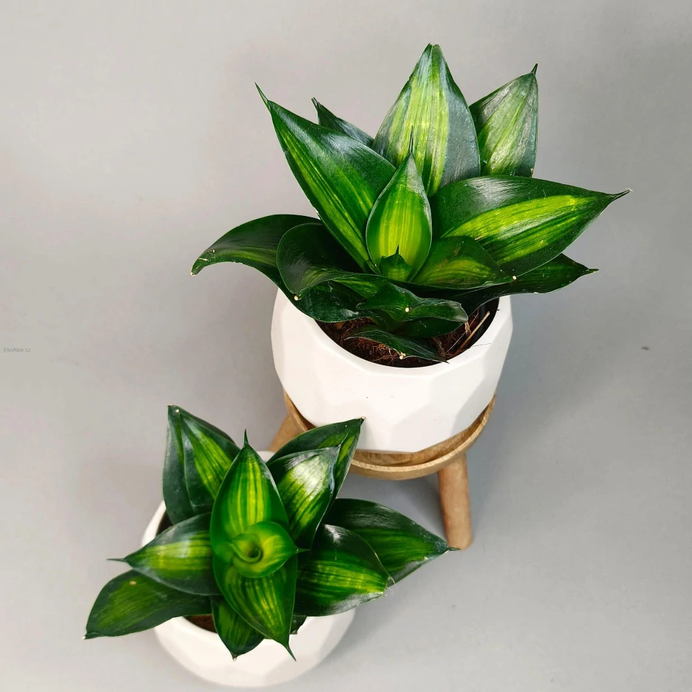 Sansevieria Hahnii 'Green Mold Variegated