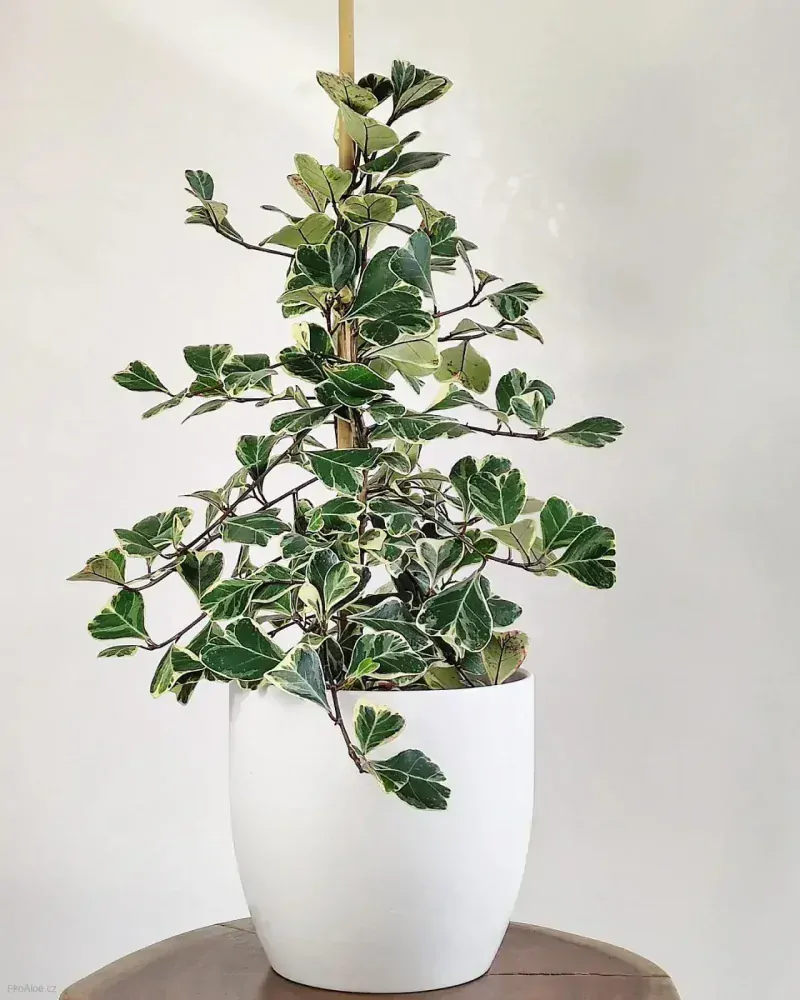 Ficus triangularis