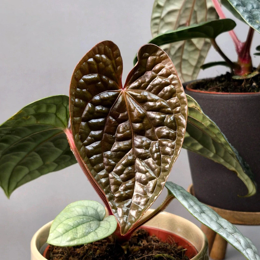 Anthurium Luxurians