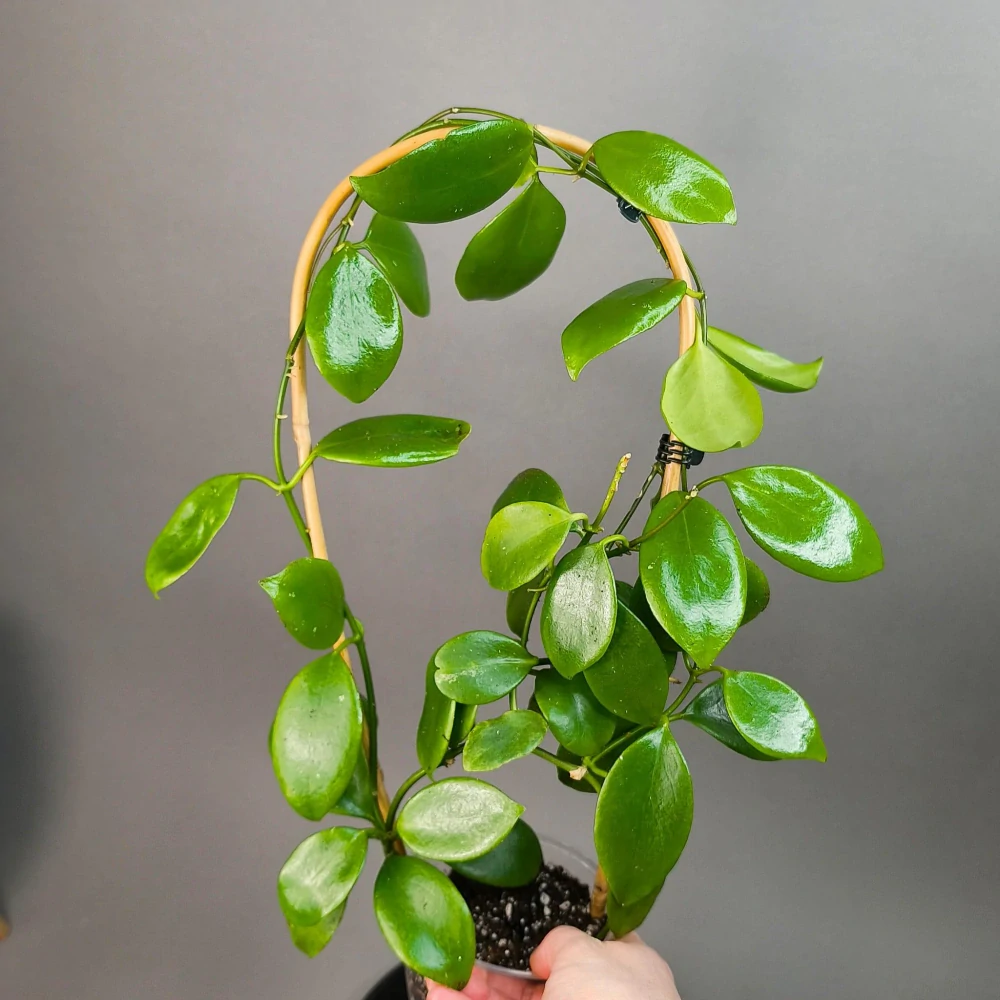 Hoya diptera IML 0261 XL