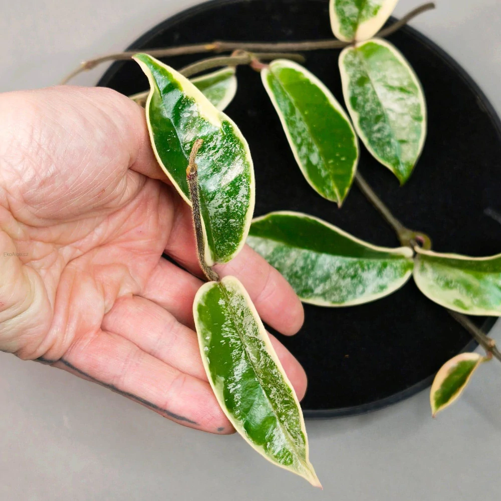 Hoya Carnosa Krimson Queen Splash řízek k zakořenění.