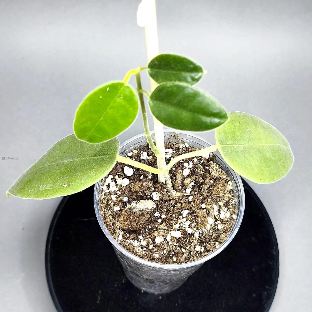 Hoya gigas