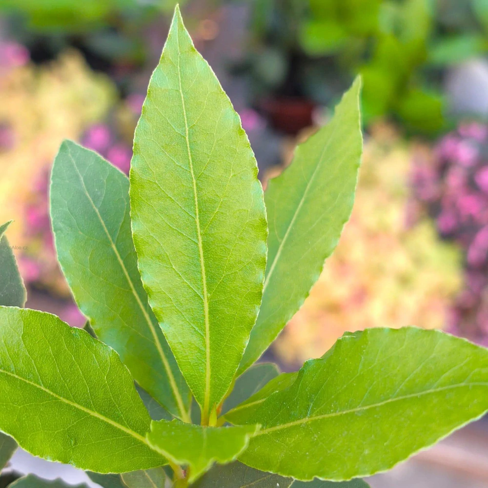 Laurus nobilis. Vavřín vznešený
