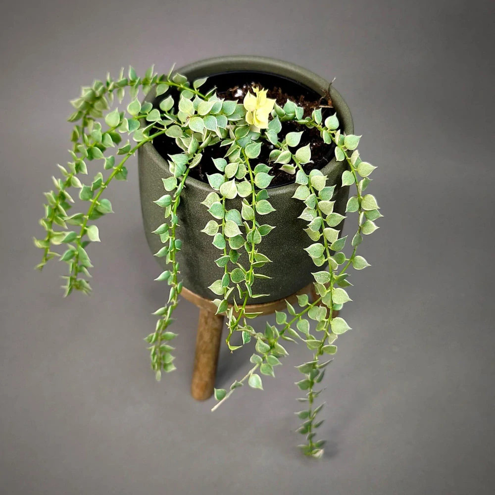 Dischidia Million Hearts