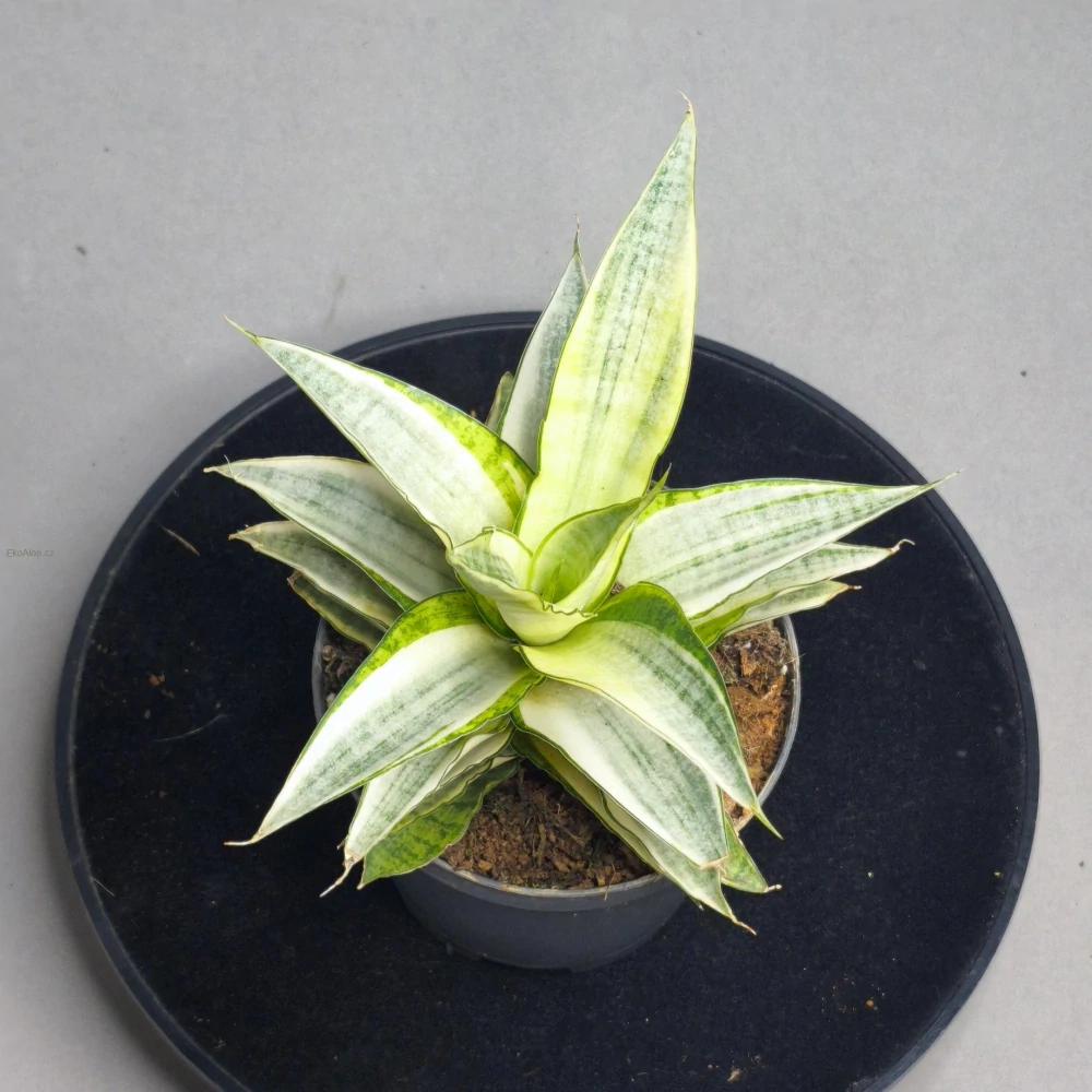 Sansevieria Gabriela white Variegated