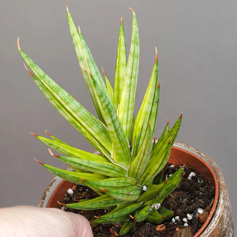 Sansevieria francisii f. variegata