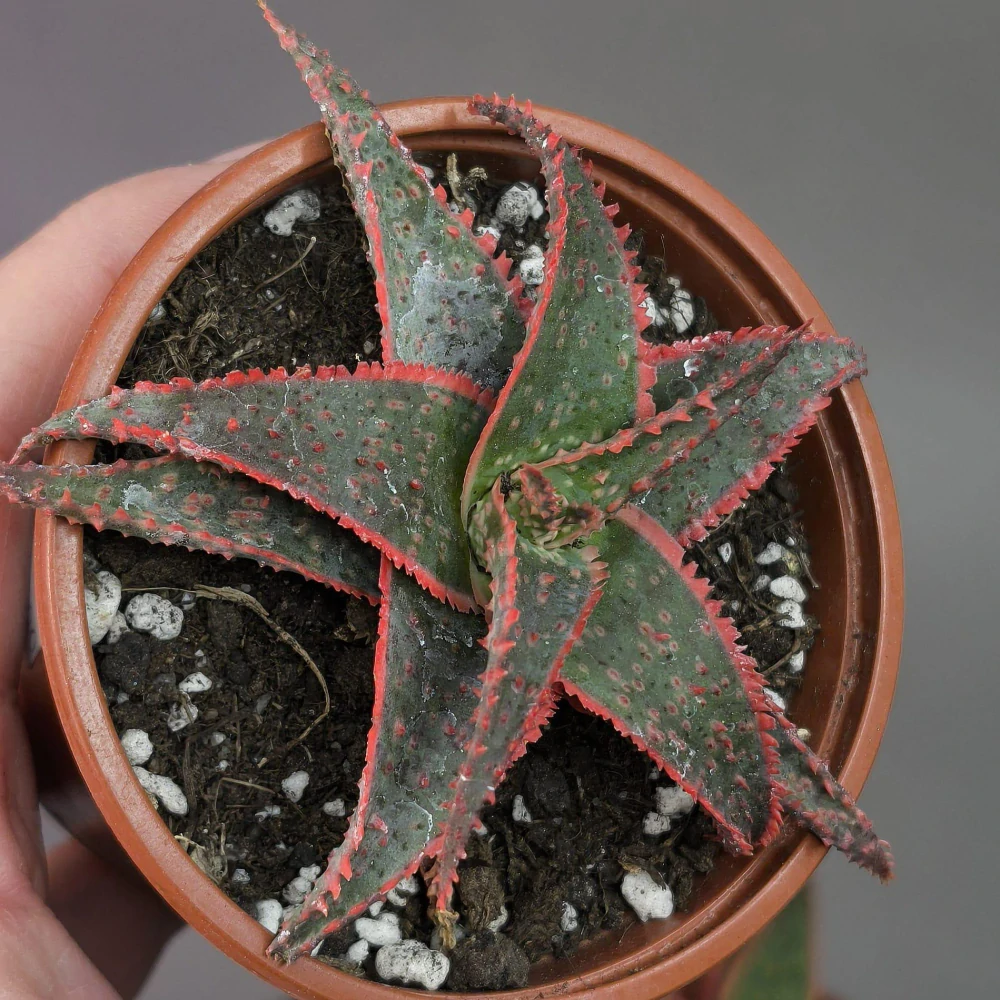 Aloe Christmas Carol