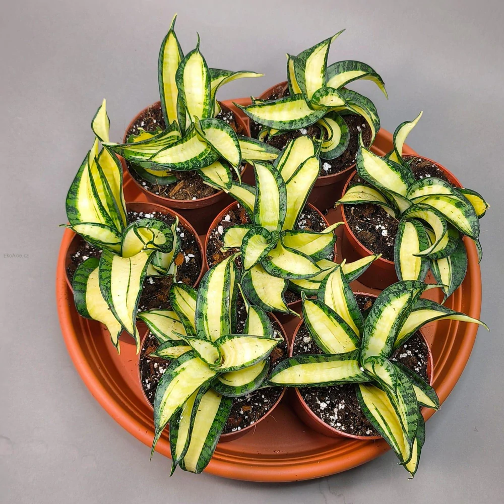 Sansevieria Golden Wendy