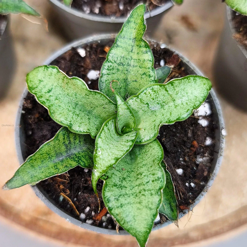Sansevieria Bianca