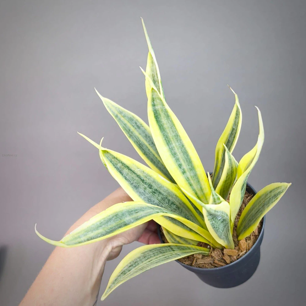 Sansevieria trifasciata Yellow Thrive