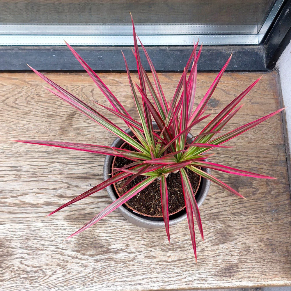 Dracaena marginata colorama