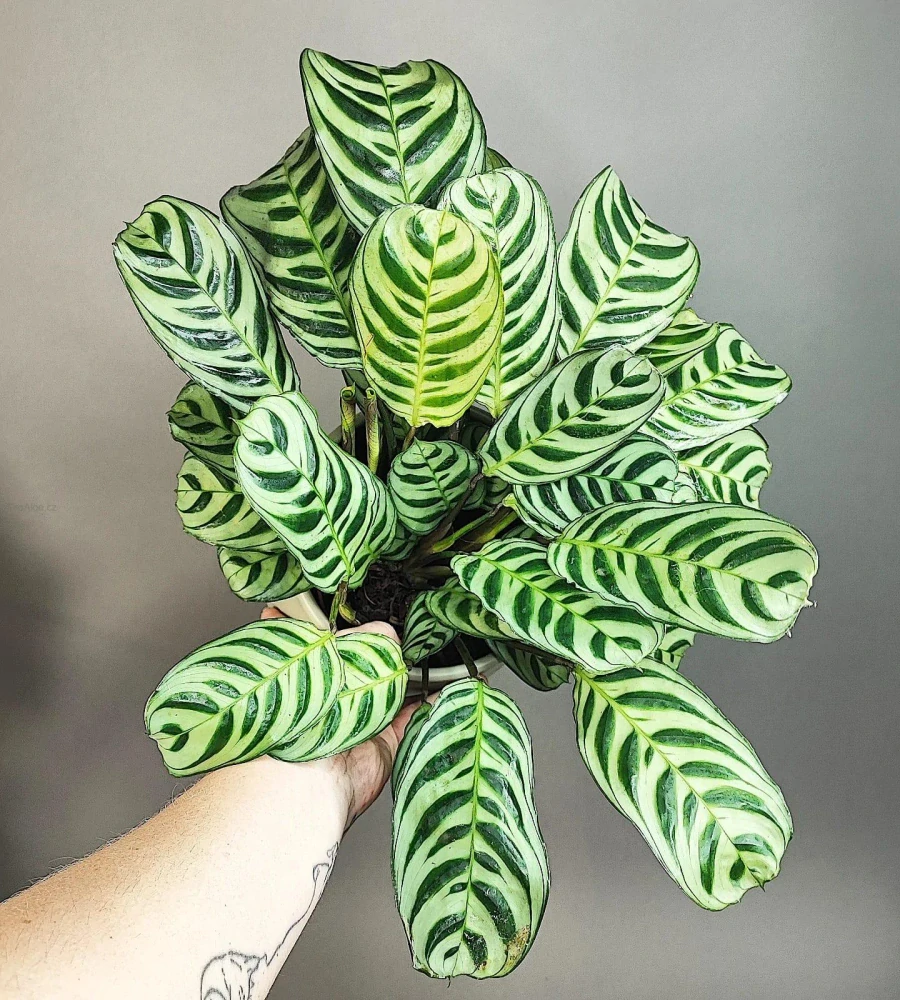 Ctenanthe Burle-marxii