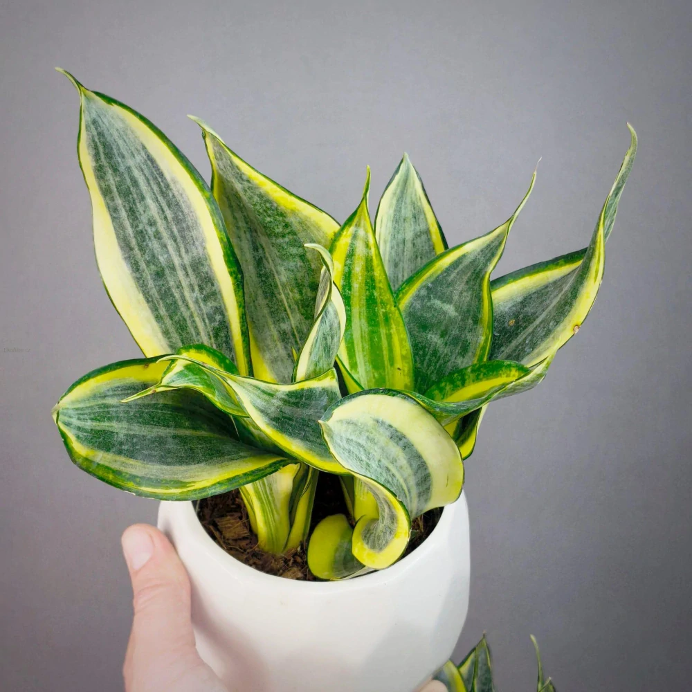 Sansevieria Gold Dust Hi color