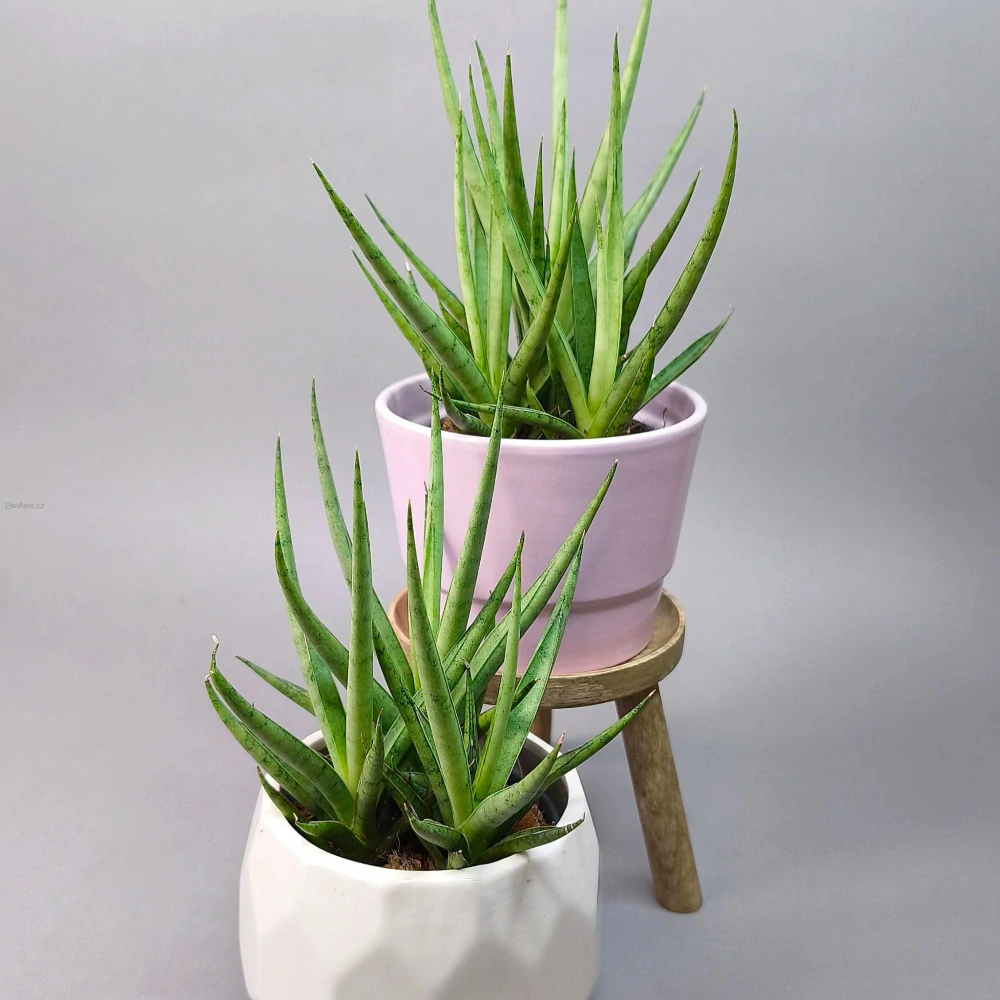 Sansevieria platinum Mikado