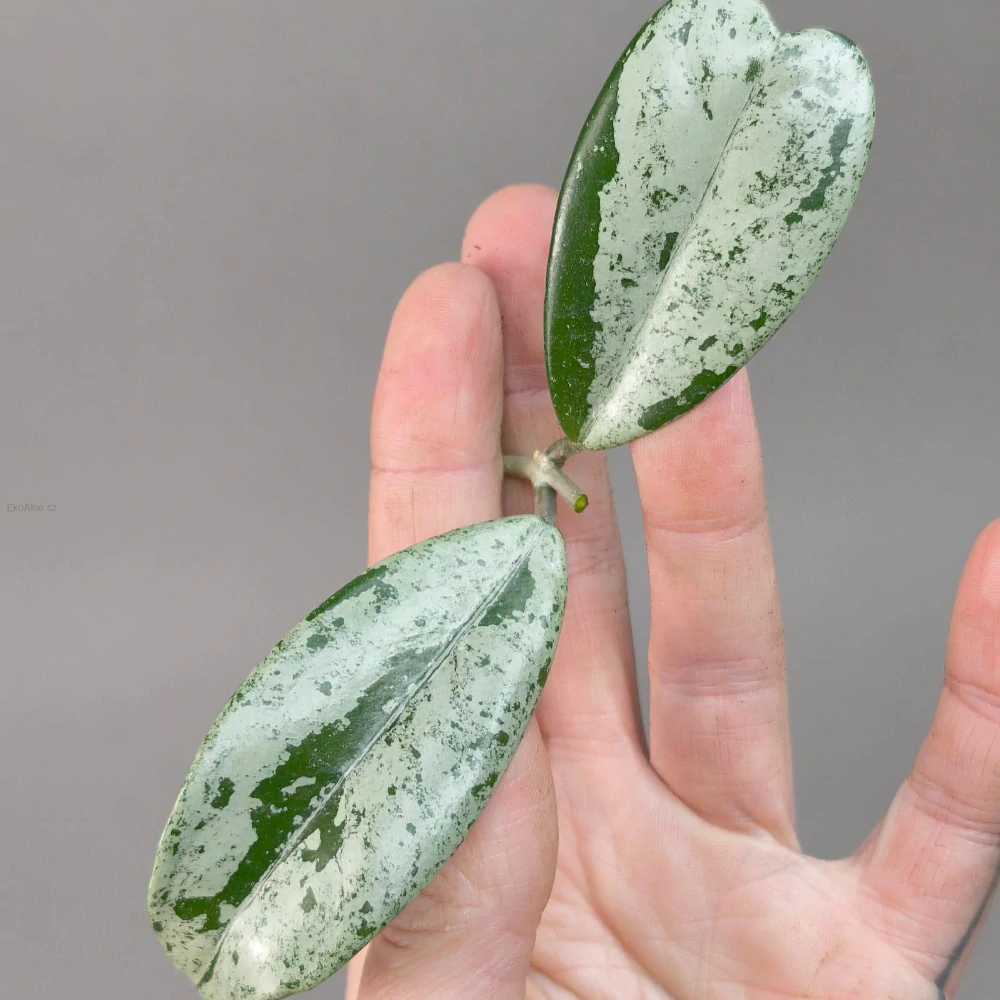 Hoya carnosa Wilbur Graves Russia řízek k zakořenění