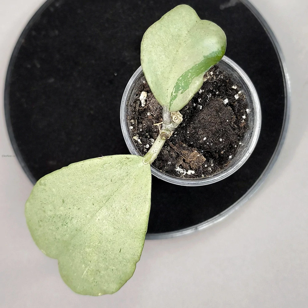 Hoya kerrii Silver