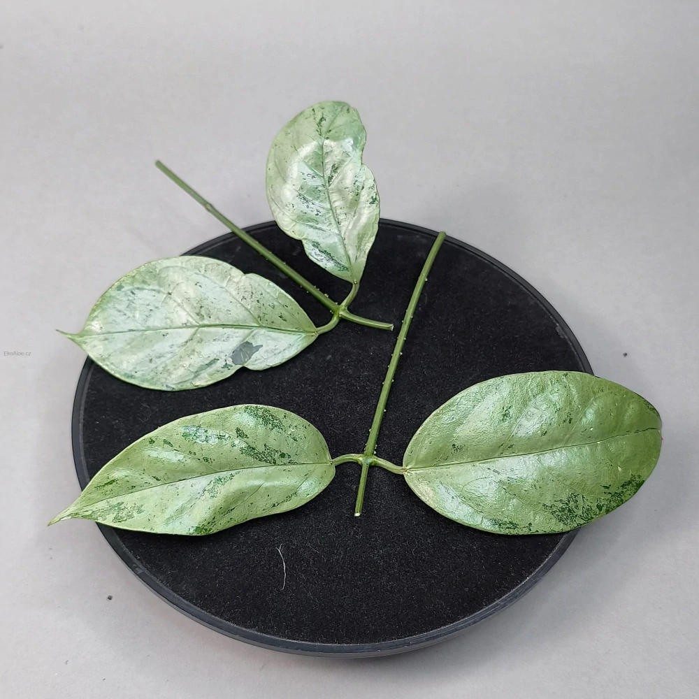 Hoya Coriacea Silver řízek k zakořenění.